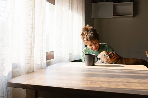 istock Smiling child petting dog at kitchen table by sunlight 2235712287