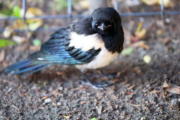 Close-up of a curious Magpie perched on the ground.
