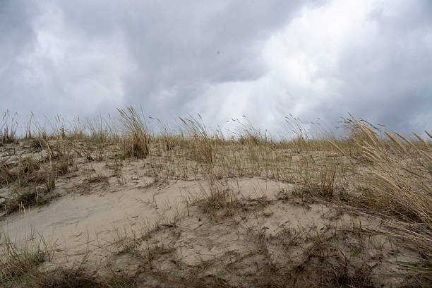 istock Reeds weeds grass blowing in the wind grey sky sand dunes 2235714671