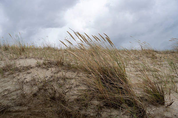 istock Reeds weeds grass blowing in the wind grey sky sand dunes 2235714712