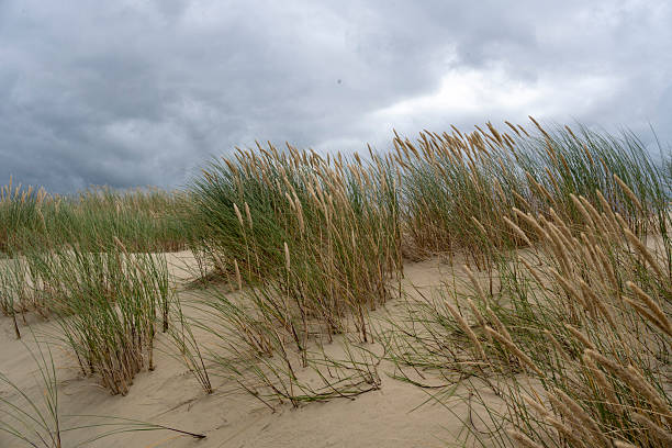 Sand dune in Helgoland under blue sky with clouds, Schleswig-Holstein, Germany