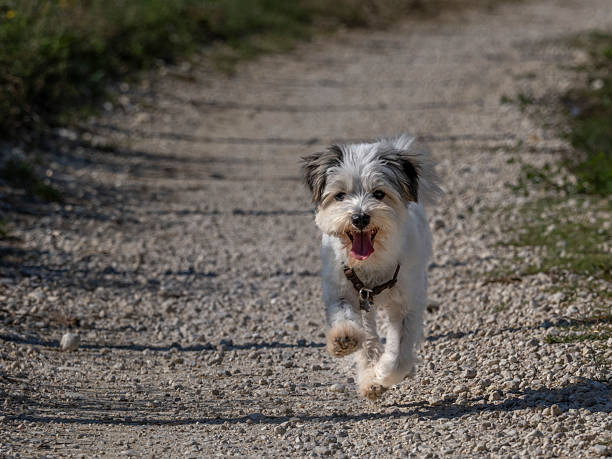 Cute Bichon Havanese running in the countryside
