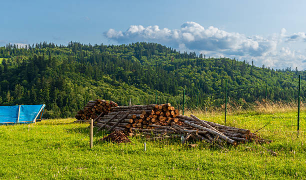 Stacked wooden logs lie on a sunlit grassy field, with lush forested hills rising in the background. The image symbolizes rural work, traditional forestry, and the sustainable cycle of nature, highlighting rustic countryside lifestyle.