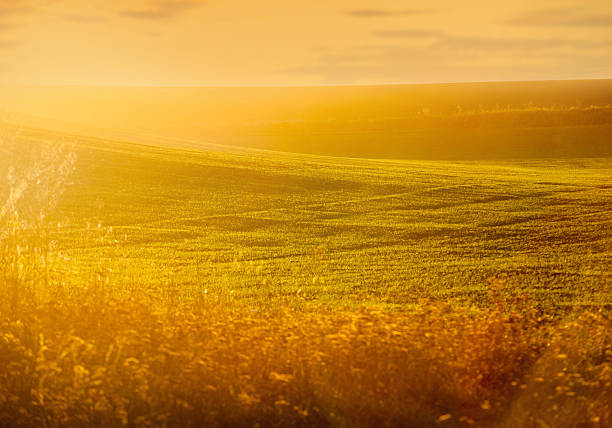 field, illuminated by the soft evening sun, creates an atmosphere of warmth and peace