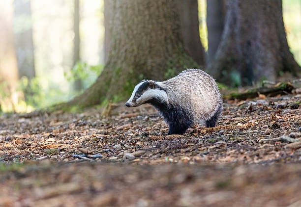 istock European badger is posing in the forest. 2235717972