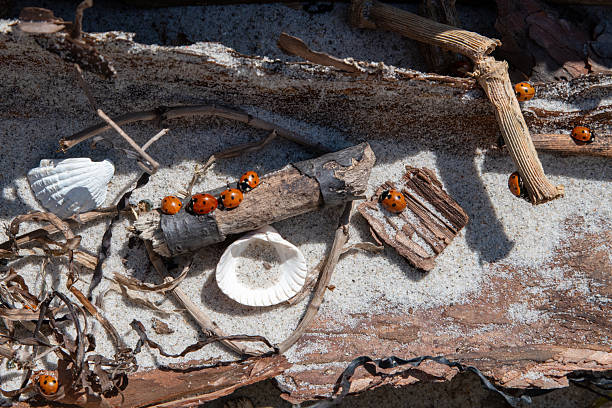 ladybirds on a piece of wood with shells in the background