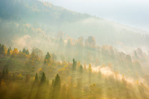 istock forest in fog on hillside at sunrise 2235718759