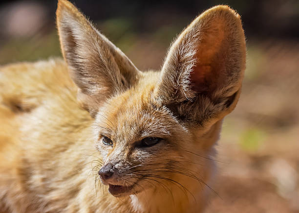 Fennec fox closeup portrait in desert