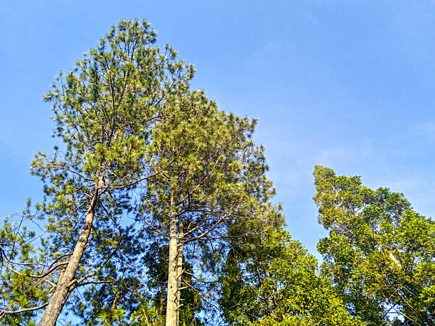 the tops of tall trees reaching into a clear blue sky