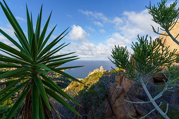 istock Mediterranean Plants with Coastal View in Sardinia 2235719253