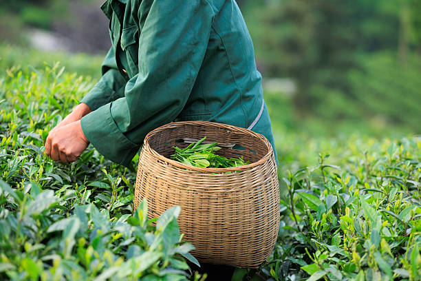 istock Hands picking green tea leaves in spring tea farm mountains 2235719742