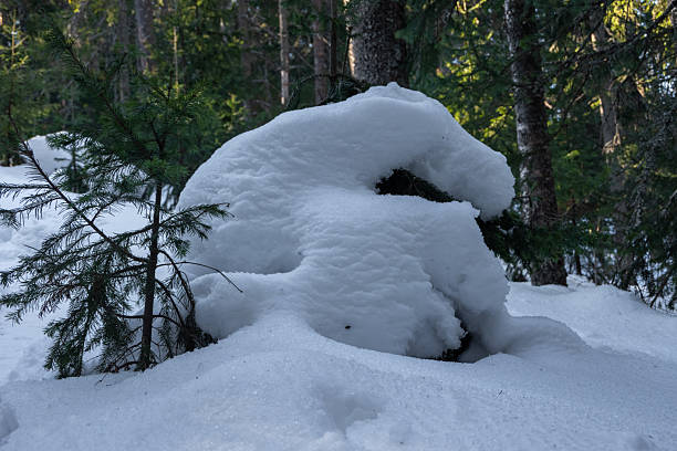 istock Tree stump topped with a thick snow layer, surrounded by evergreen trees in a snowy winter forest, symbolizing nature's beauty 2235721759