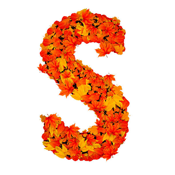 Letter S formed by fall leaves.
