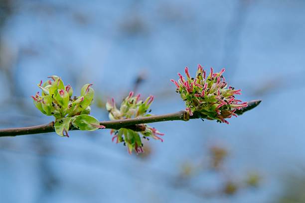 Close up of elm tree buds against a blue sky