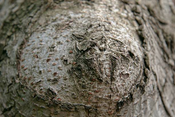 Close up of a round pattern on the bark of an elm tree