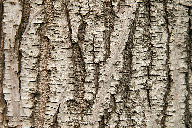 Close up of the surface on an elm tree