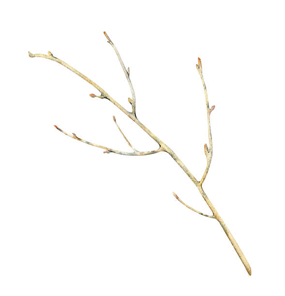 istock Watercolor illustration of a tree branch without leaves. The botanical template is isolated on a white background. For design and illustration purposes. Clipart. 2235722942