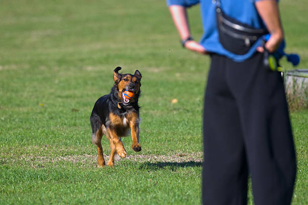 istock A dog running with a ball in its mouth 2235723035