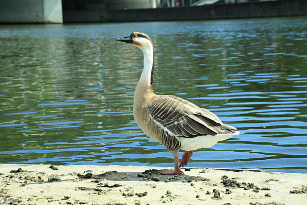 Swan goose Anser cygnoides standing riverside alone. This photo shows a swan goose Anser cygnoides standing on a concrete edge by a calm river in an urban environment. The bird is in full side profile with its head lifted and body well lit by natural sunlight. Its brown and white feathers are clearly defined and the water reflects green and blue tones. The goose appears attentive and composed in a peaceful riverside moment.