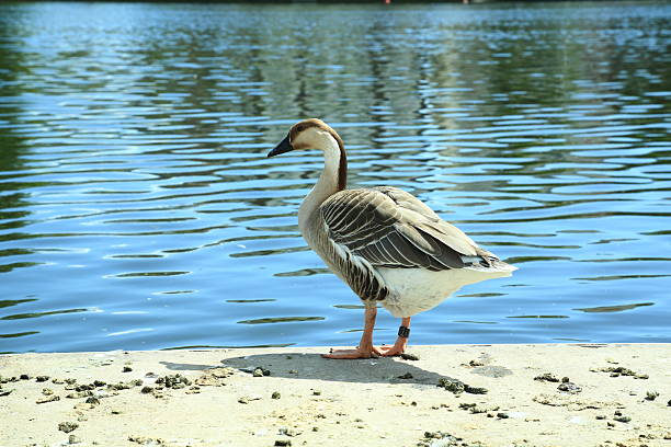 Swan goose Anser cygnoides standing side view. This photo captures a swan goose Anser cygnoides standing calmly on a concrete riverside with its full body in side view. The goose is facing right with its head slightly down and feathers clearly defined in brown and white tones. Reflections of light ripple across the water creating a peaceful scene. The bird wears a leg band and stands alert near the edge of a calm blue river.