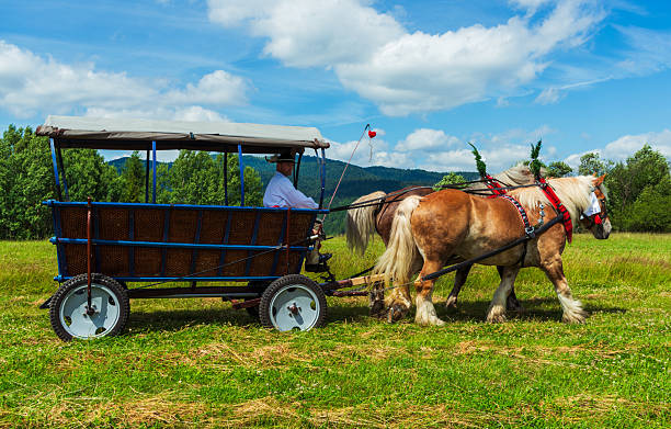 Rural landscape with horse and wood. Whole background.