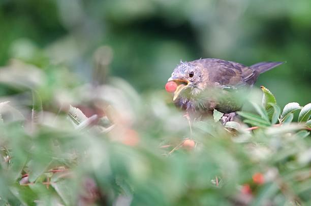 Female blackbird eating red rowan tree berries