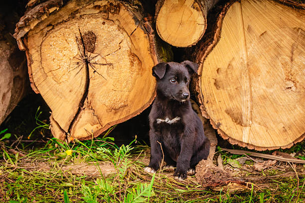 Black puppy sitting beside cut tree logs in a forested area during daylight