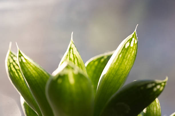 Closeup succulent plant in sunlight. Natural background