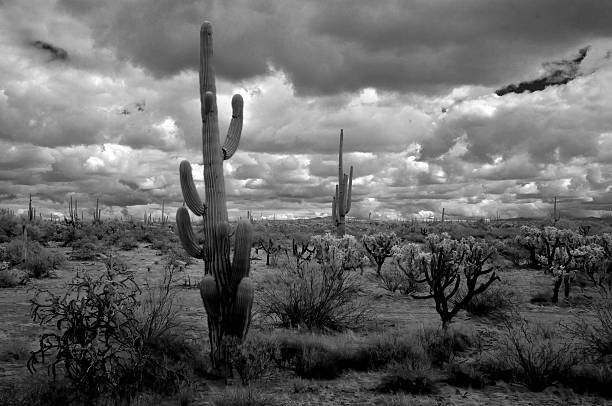 istock Black and White Sonoran Desert Arizona 2235732711