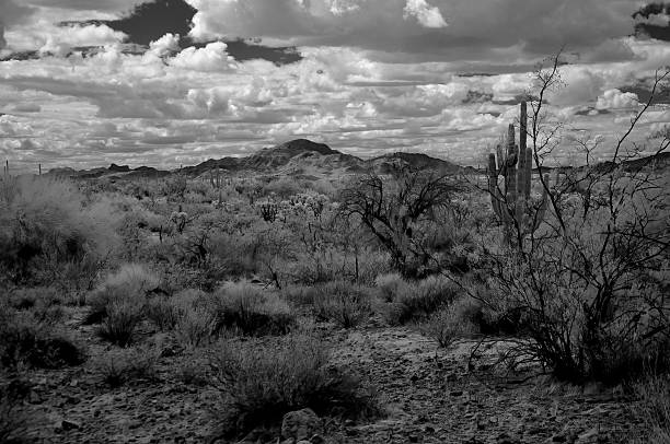 istock Black and White Sonoran Desert Arizona 2235732776