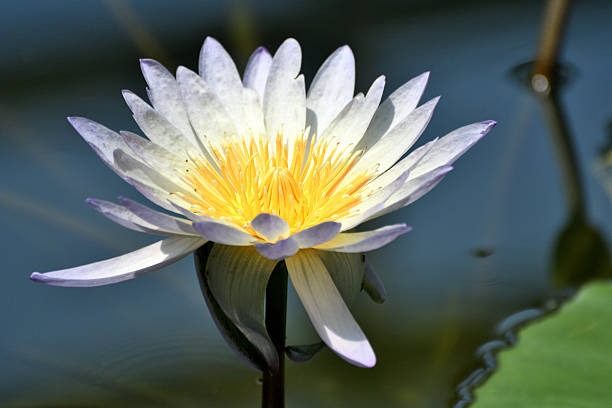 Water lilies, or Nymphaeaceae, are the jewels of the pond. Not only are they beautiful to look at, but they also play an important role in keeping ecosystem of the pond. Water lilies spread across the water's surface, filling it with color and vibrancy, while keeping the pond and the creatures in it safe and healthy.