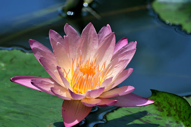 Water lilies, or Nymphaeaceae, are the jewels of the pond. Not only are they beautiful to look at, but they also play an important role in keeping ecosystem of the pond. Water lilies spread across the water's surface, filling it with color and vibrancy, while keeping the pond and the creatures in it safe and healthy.