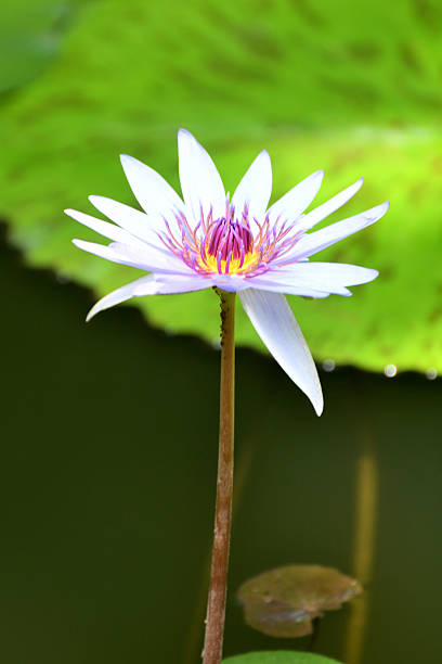 istock Water Lily: Fresh Water Flowering Plant 2235733362