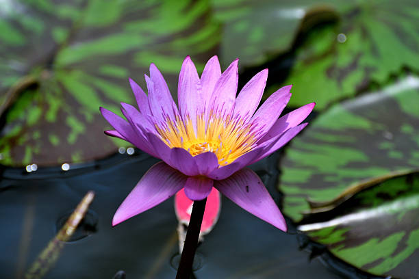 Water lilies, or Nymphaeaceae, are the jewels of the pond. Not only are they beautiful to look at, but they also play an important role in keeping ecosystem of the pond. Water lilies spread across the water's surface, filling it with color and vibrancy, while keeping the pond and the creatures in it safe and healthy.