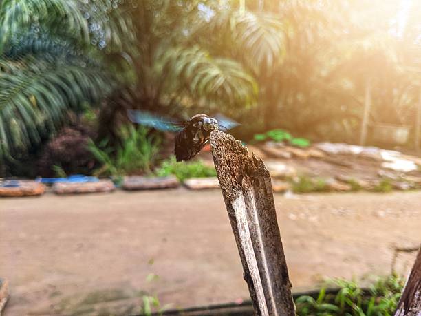 Xylocopa latipes insects or black beetles that land on wooden branches in