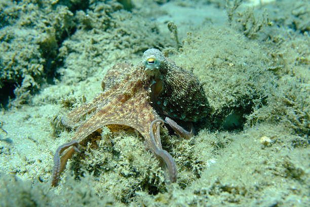 istock Common octopus (Octopus vulgaris) hunting, Aegean Sea 2235734982