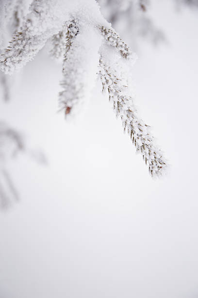 Close up tree branch covered by snow with winter forest blurred background. The trail in forest with frost and snow on firs brunches