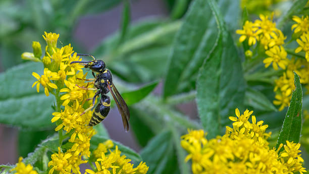 istock Bramble Mason Wasp, (Ancistrocerus adiabatus), Eumeninae, Vespidae, Vespoidea, Hymenoptera. 2235735395