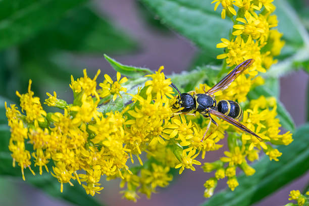 A Bramble Mason Wasp pollinates flowers  in summer in the Laurentian forest.
