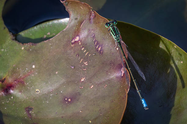An Eastern forktail Damselfly  takes a little bit of sun on a leaf in the Canadian boreal forest.