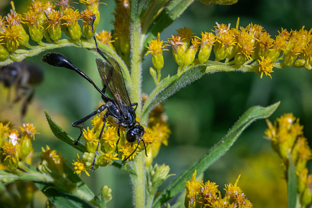A Gold-marked Thread-waisted Wasp pollinates a flower in its natural environment in the Laurentian forest in Canada.
