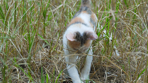 Close-up of a cat with alert eyes hiding among tall dry grass in nature, blending with the surroundings and observing carefully. Perfect for concepts of wildlife, camouflage, curiosity, and natural behavior