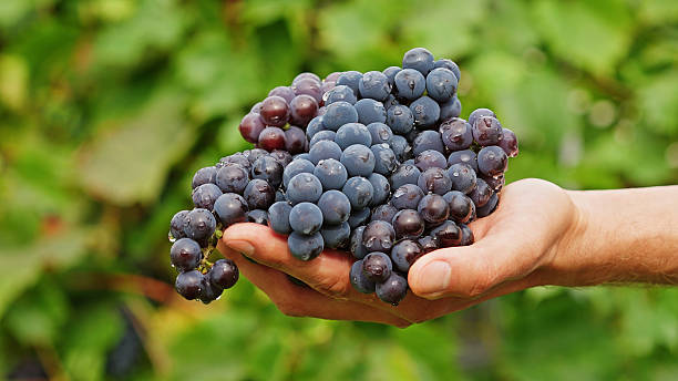 istock Farmer Holding Freshly Harvested Grapes in Hand 2235737140
