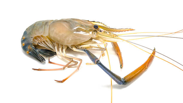 istock Fresh river prawns isolated on white background. Big freshwater prawns. River prawns for cooking. 2235737410