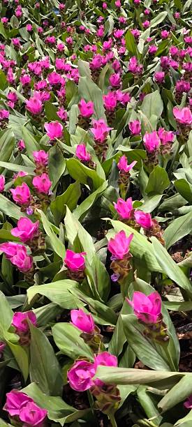 istock The ginger flower is a flowering plant. 2235737519