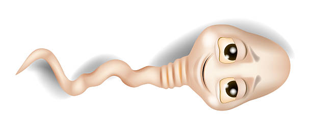 istock A funny cartoon illustration of a sperm cell with big expressive eyes and a smiling face, isolated on a white background. Cute sperm mascot Playful and humorous design 2235737924
