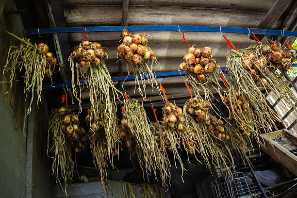 Fresh garden onions hanging to dry,