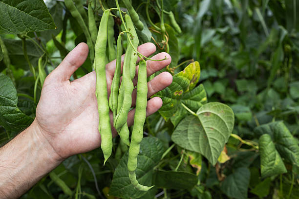 istock Vigna unguiculata also known with common name cowpea, black eyed pea, in hand 2235738021