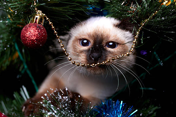 Mekong bobtail kitten with blue eyes playing with a christmas tree