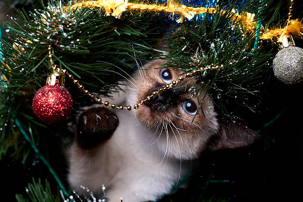 Mekong bobtail kitten with blue eyes playing with a christmas tree